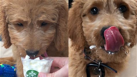 Hazels First Pup Cup At Starbucks Youtube