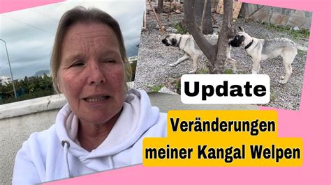 Update meiner 4 Monate alten Kangal Welpen Große Veränderungen