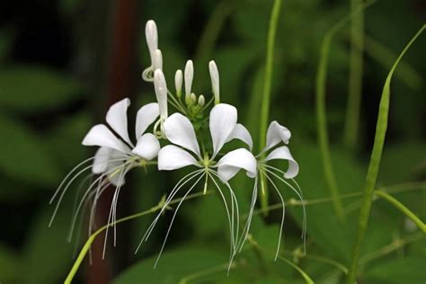 National Flower Of Cuba Beautiful Butterfly Jasmine Plantisima