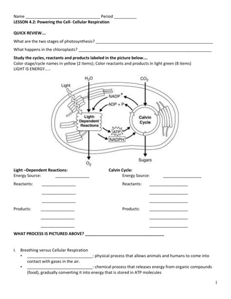 Cellular Respiration Packet