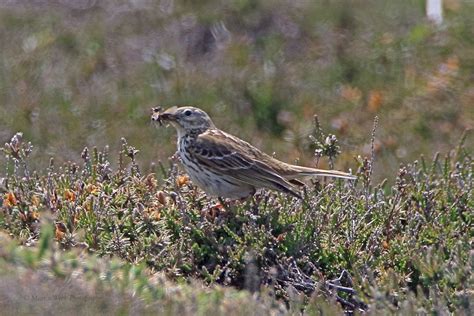 Meadow Pipit By Martin Webb Birdguides