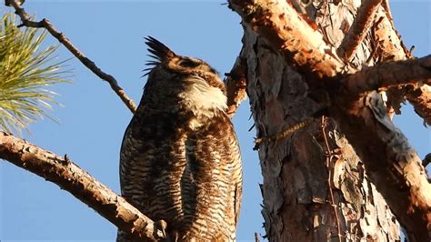 A Jutila Great Horned Owl Hooting 2020 Youtube