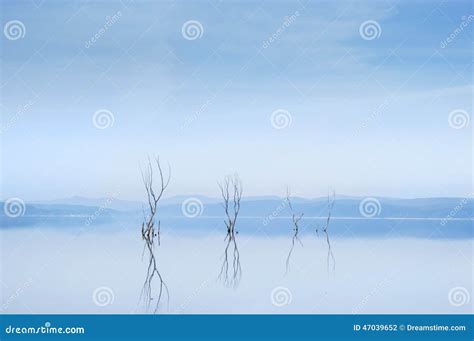 Bare Naked Trees In Water Stock Photo Image Of Naked