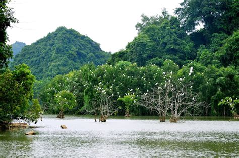 Thung Nham Bird Park Lost In The Kingdom Of Birds In Ninh Binh Ninh