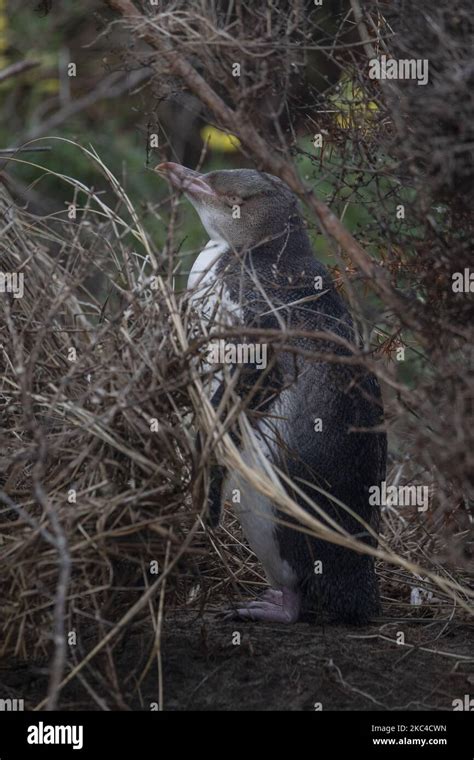 Un Pingüino De Ojos Amarillos Asustado De Un León Marino Se Esconde En Un Arbusto En Tierra En