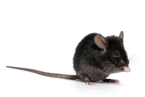 Comment Faire La Différence Entre Un Rat Et Une Souris