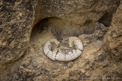 Sand Dollar Fossils – Alexander S. Kunz Photography