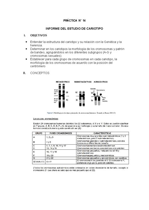 Práctica Nª 14 Cariotipo Humano PRÁCTICA N 14 INFORME DEL ESTUDIO DE