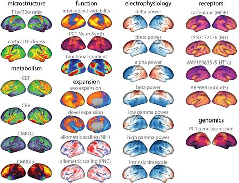 neuromaps: A One-Stop-Shop for Brain Maps