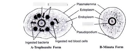 Entamoeba Diagram Diagram Quizlet