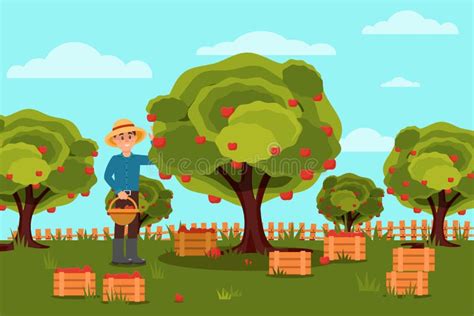 Fruit Picking Stock Vector Illustration Of Collecting 55713728