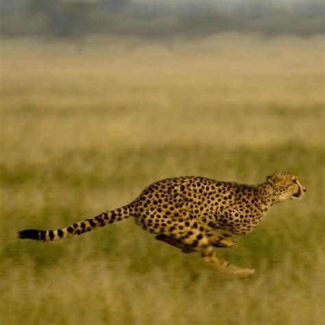 Cheetah vs Leopard: What's the difference? African Big Cats