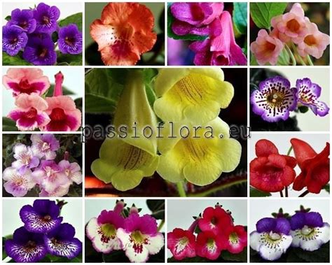 Sinningia Seeds More Varieties Soon - Sinningia Seeds - Sinningia