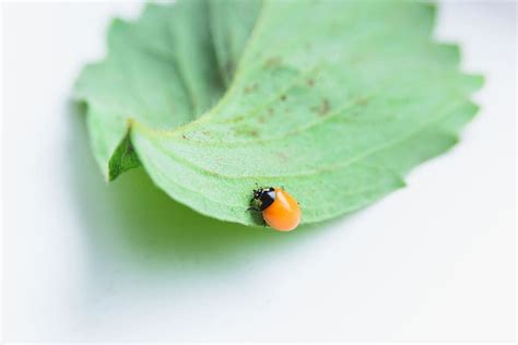 Ladybug With No Spots Meaning: 9 Spiritual Warnings