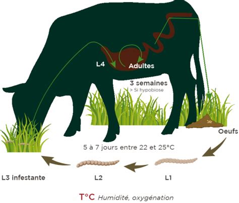 Nutrition Ruminant Et Bovin Croissance Elevage Et Engraissement