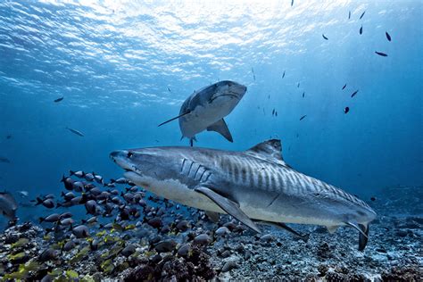 Difference Between Bull Shark And Great White