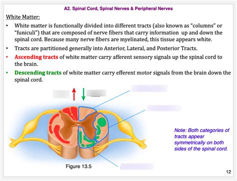 White Matter Diagram Quizlet