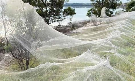 Spider Infestation In Australia Caused By Floods Scrolller