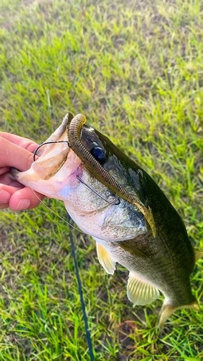 Caught The Same Bass I Lost A Day Ago🔥fishing Florida Subscribe