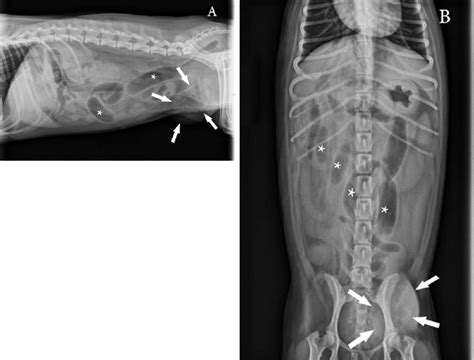 Canine Inguinal Hernia