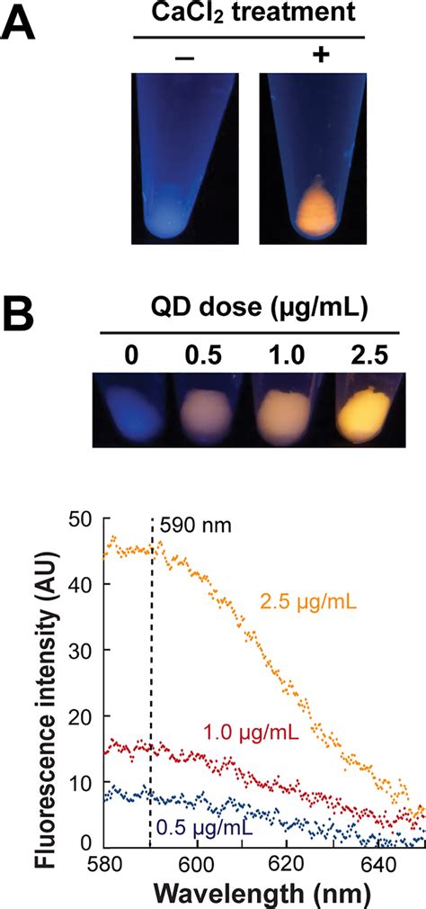 Membrane Destabilization Is Required For Qd Uptake A Ab Cells