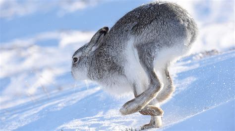 Climate change: Mountain hares 'losing winter camouflage' due to more ...