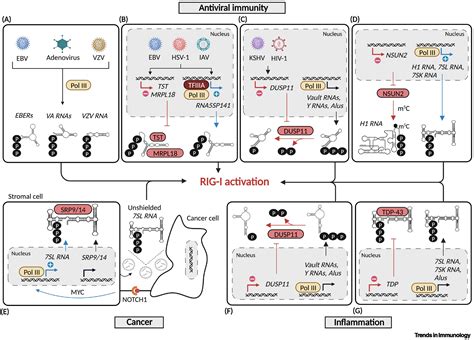 The Rna Polymerase Iii Rig I Axis In Antiviral Immunity And Inflammation Trends In Immunology