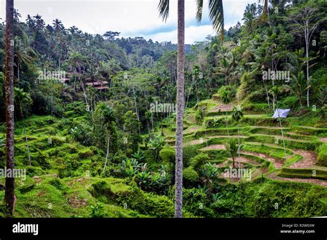 Multiple Levels Of Rice Field Terraces At Tegallang Bali Indonesia