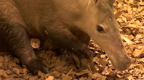 Winsol The Aardvark Has Tooth Surgery