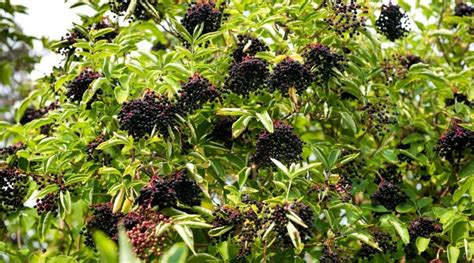 How to Plant, Grow, and Care for Elderberry Shrubs