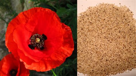 Five Benefits Of Consuming Poppy Seeds Khus Khus In Summer Know Why It Is A Tiny Powerhouse