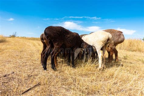 A Herd of Sheep Grazing. Meat Fat-tailed Sheep in Nature Stock Photo ...