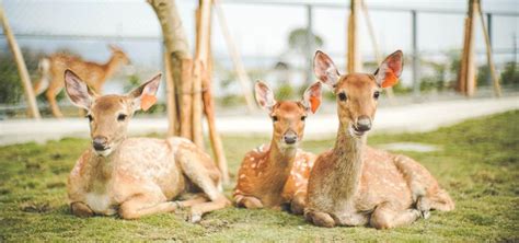 全台220家超夯農場！農遊超市現賺1000元好康，薰衣草森林、動物園區都能玩食尚玩家