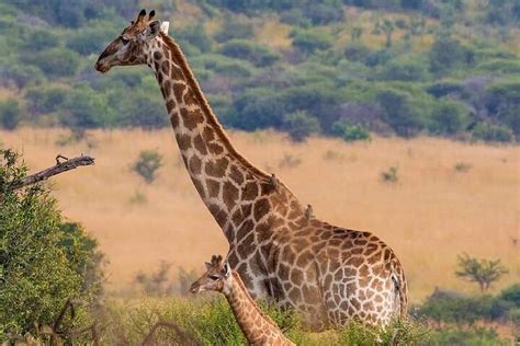 T Gige Budget Safari Zum Serengeti Nationalpark Und Zum Ngorongoro