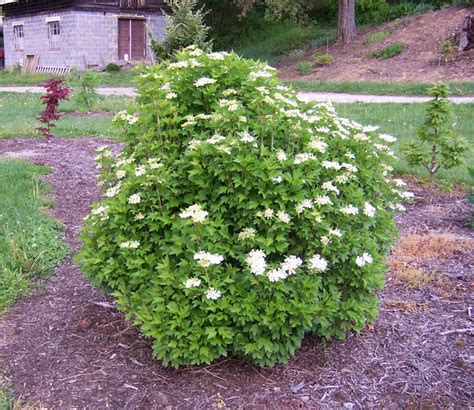 Viburnum Trilobum Bailey Compact The Site Gardener