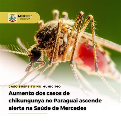 Aumento Dos Casos De Chikungunya No Paraguai Ascende Alerta Na Sa De De