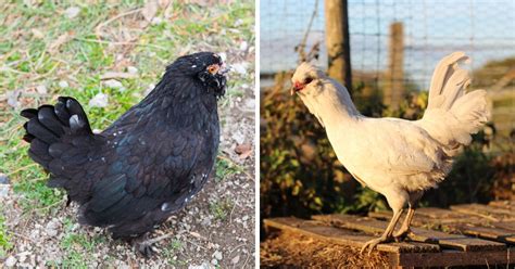 When Do Araucana Chickens Start Laying Eggs? (Facts & Tips) - Chicken ...