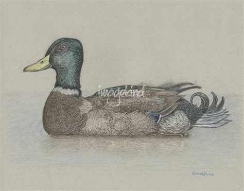 Mallard Duck Pencil Drawing at GetDrawings | Free download