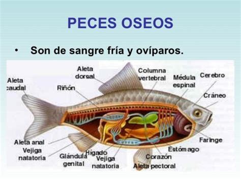 Clasificación De Los Peces Agnatos Cartilaginosos Y Los óseos