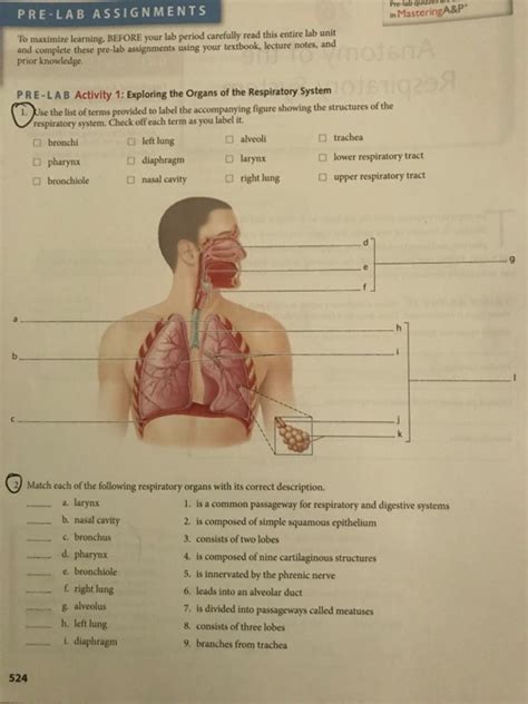 30 Activity Label The Respiratory System Labels Database 2020