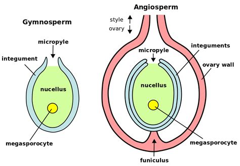 Megasporogenesis and Female Gamete Formation NEET Notes | EduRev