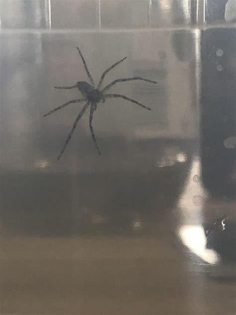 Any idea what this little dude is? Not much bigger than a nickel and