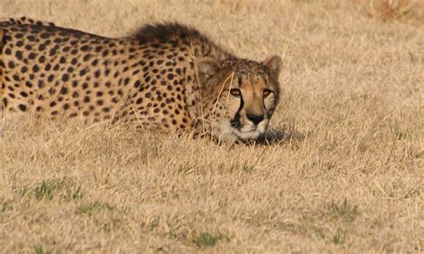 About Cheetahs • Cheetah Facts • Cheetah Conservation Fund