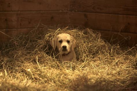 Budweiser's Super Bowl Puppy Commercial Will Make You Forget All About ...