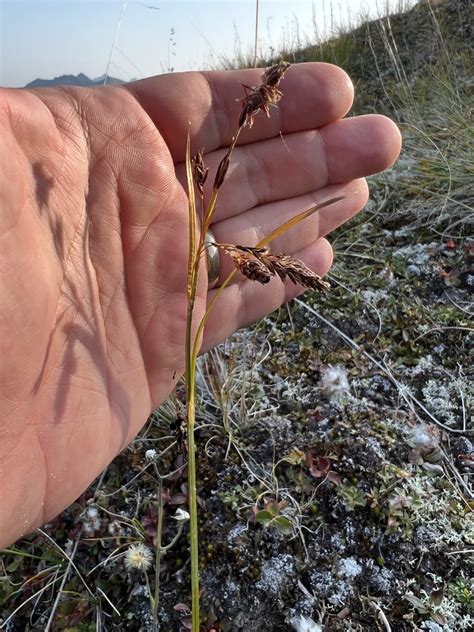 Showy Sedge From Stikine Region BC CA On August 21 2023 At 08 36 AM