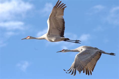 5,000+ Free Cranes & Bird Images - Pixabay