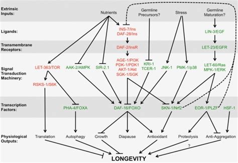 Different Steps From Multiple Signal Transduction Pathways Known To