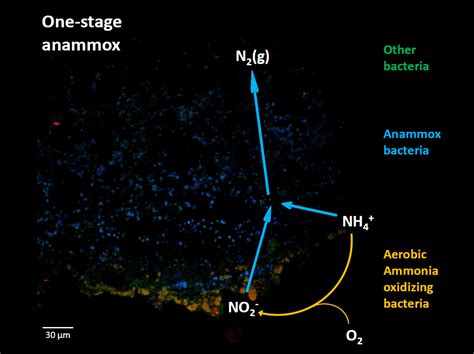 Why Anammox? | Biofilm Engineers