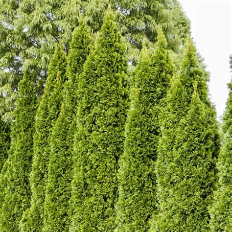 Emerald Green Arborvitae Hedge Shop Online Now Breck S