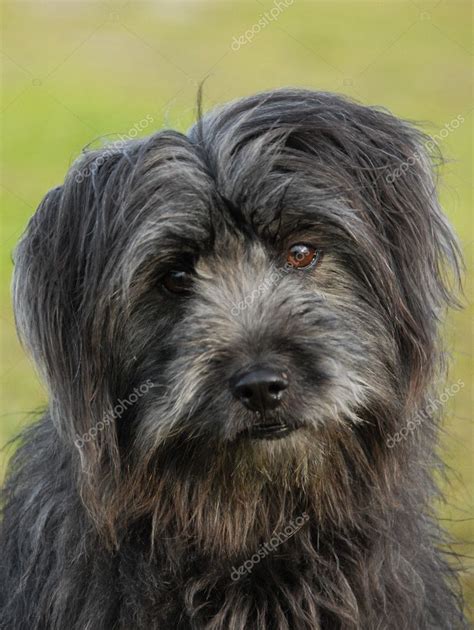 Pyrenean shepherd Stock Photo by ©cynoclub 1875022